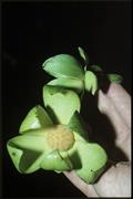 Anonidium mannii